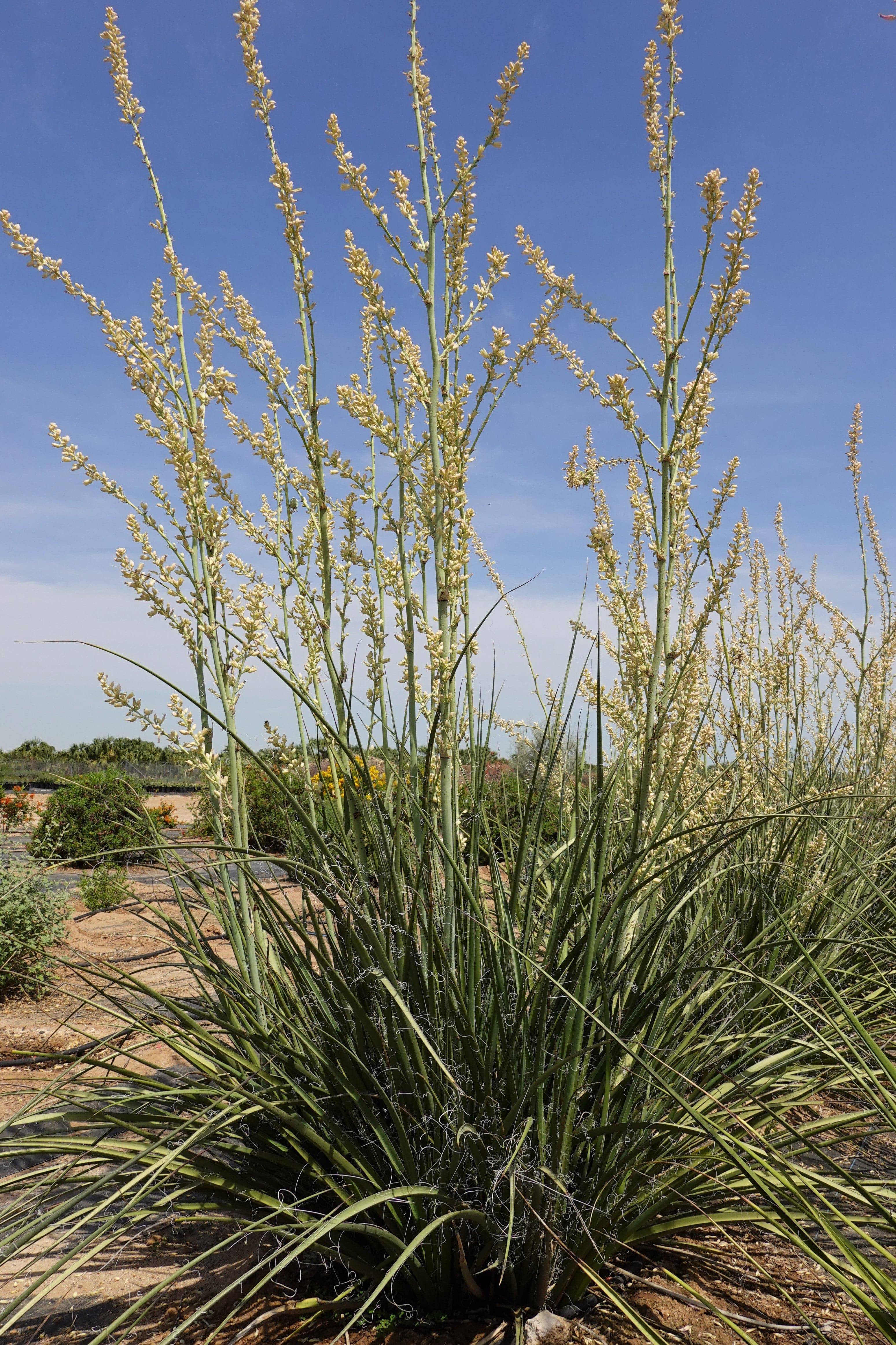 Hesperaloe 'Ivory Swan' - Native Gardeners