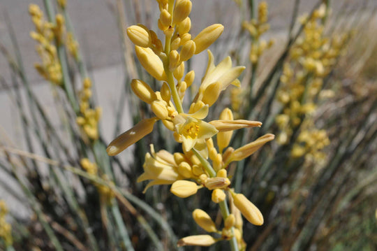 Hesperaloe 'Yellow Yucca' - Native Gardeners