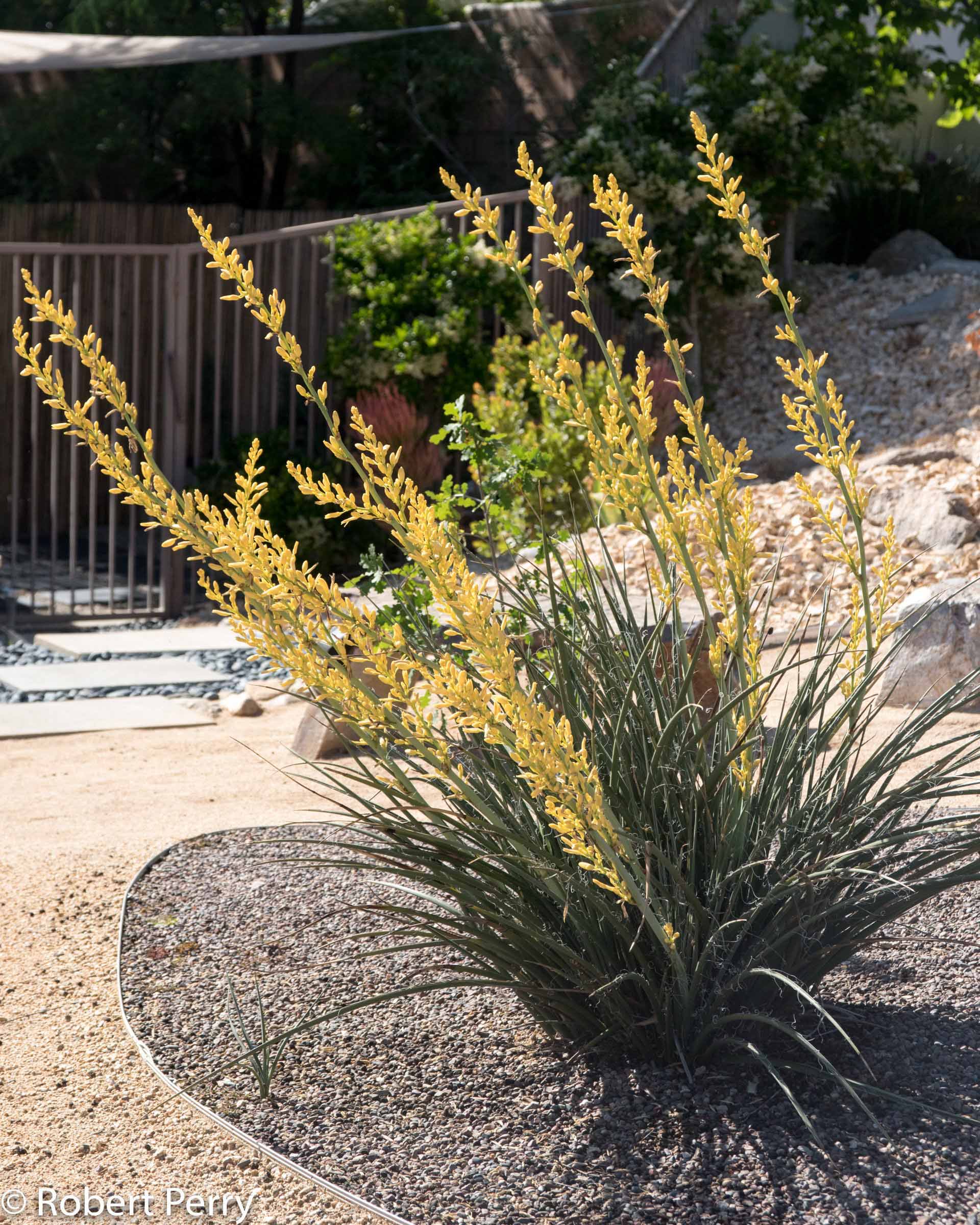 Hesperaloe 'Yellow Yucca' - Native Gardeners