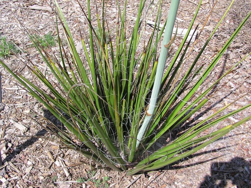 Hesperaloe 'Lionheart'