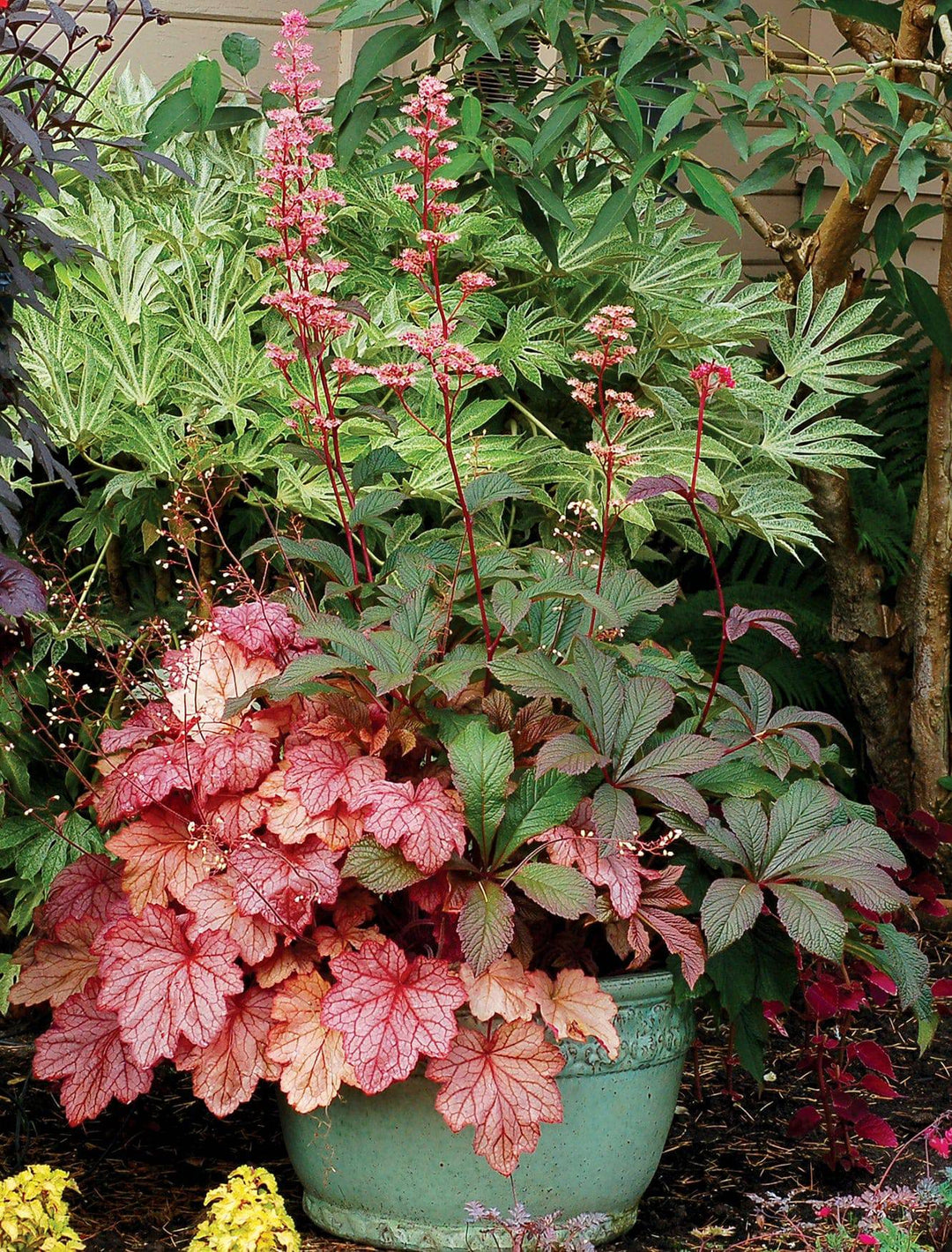 coral bells succulent Coral Bells 'Georgia Peach'