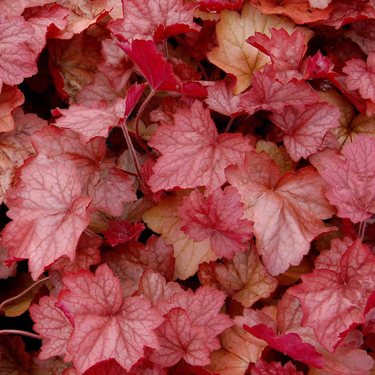 Coral Bells 'Georgia Peach' - Native Gardeners