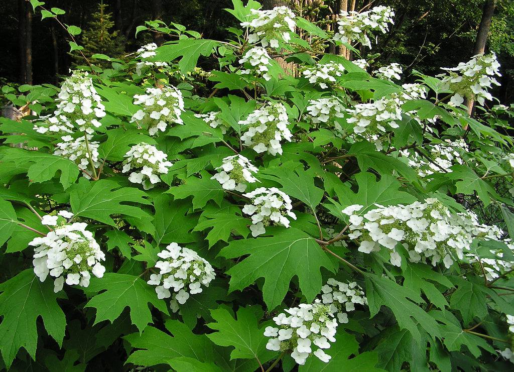 Oakleaf Hydrangea 'Ellen Huff' - Native Gardeners