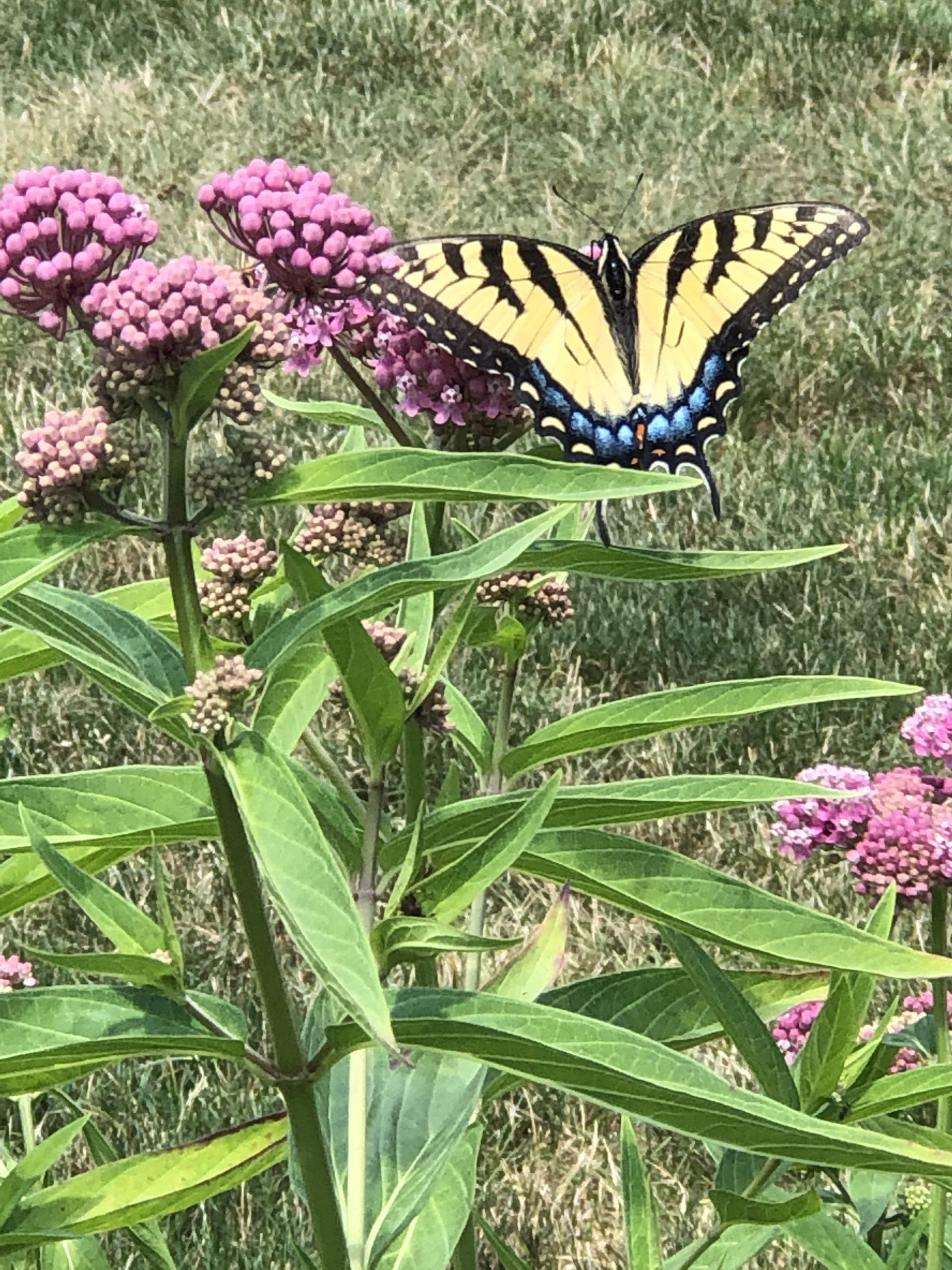 Tiger Swallowtail (Papilio glaucus)