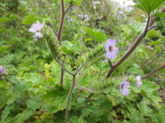 Blue Curls - Native Gardeners