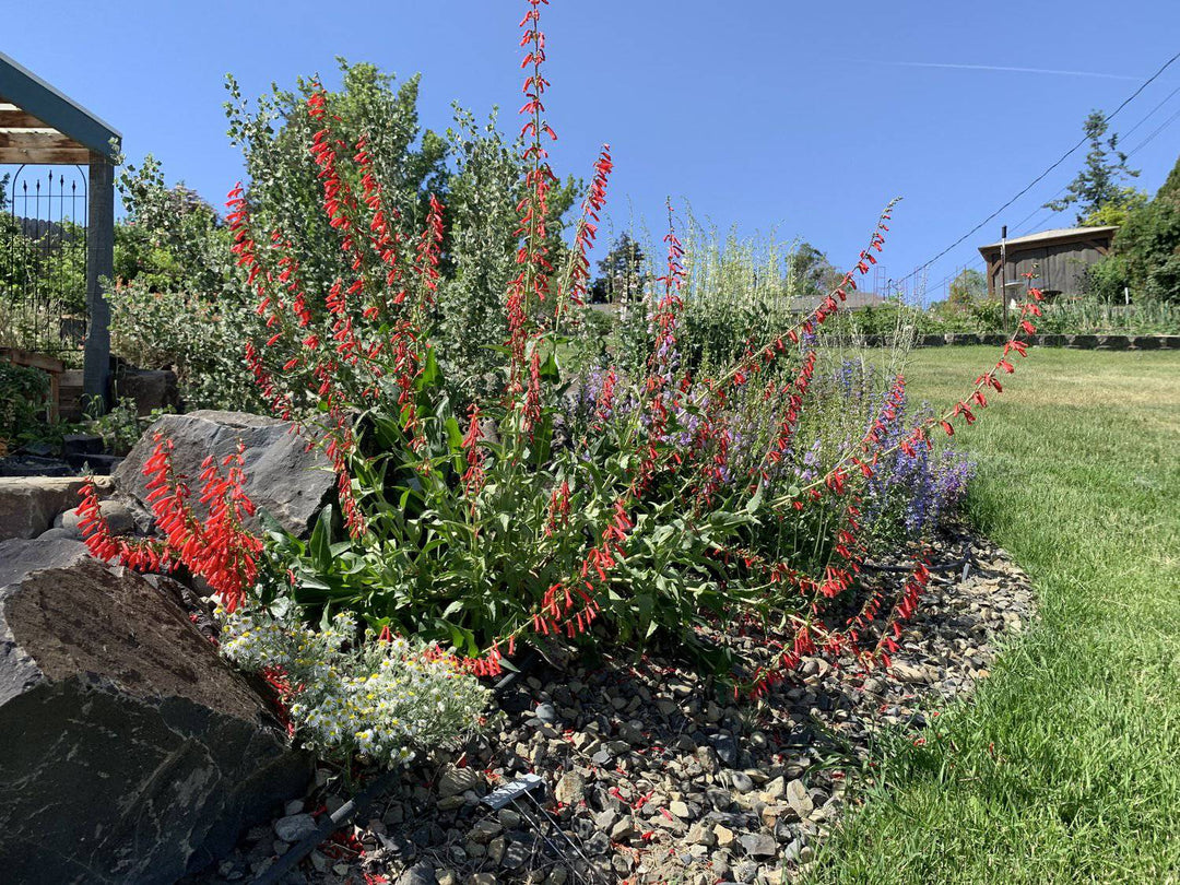 Penstemon 'Firecracker' - Native Gardeners