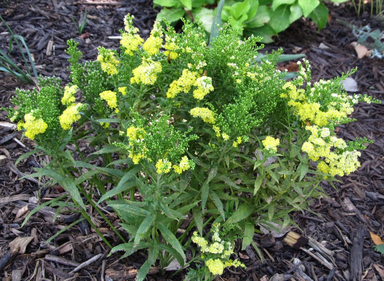 Goldenrod 'Little Lemon'