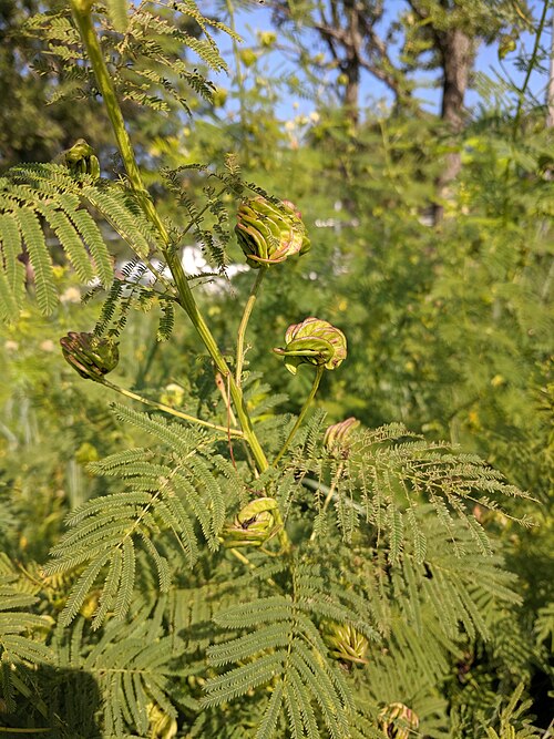 Prairie Mimosa - Native Gardeners