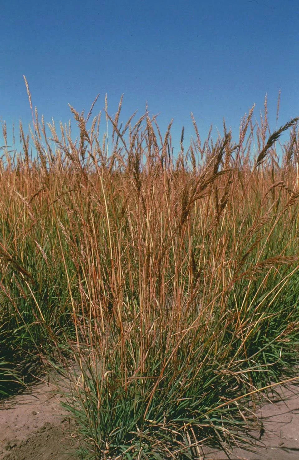 Indian Grass - Native Gardeners