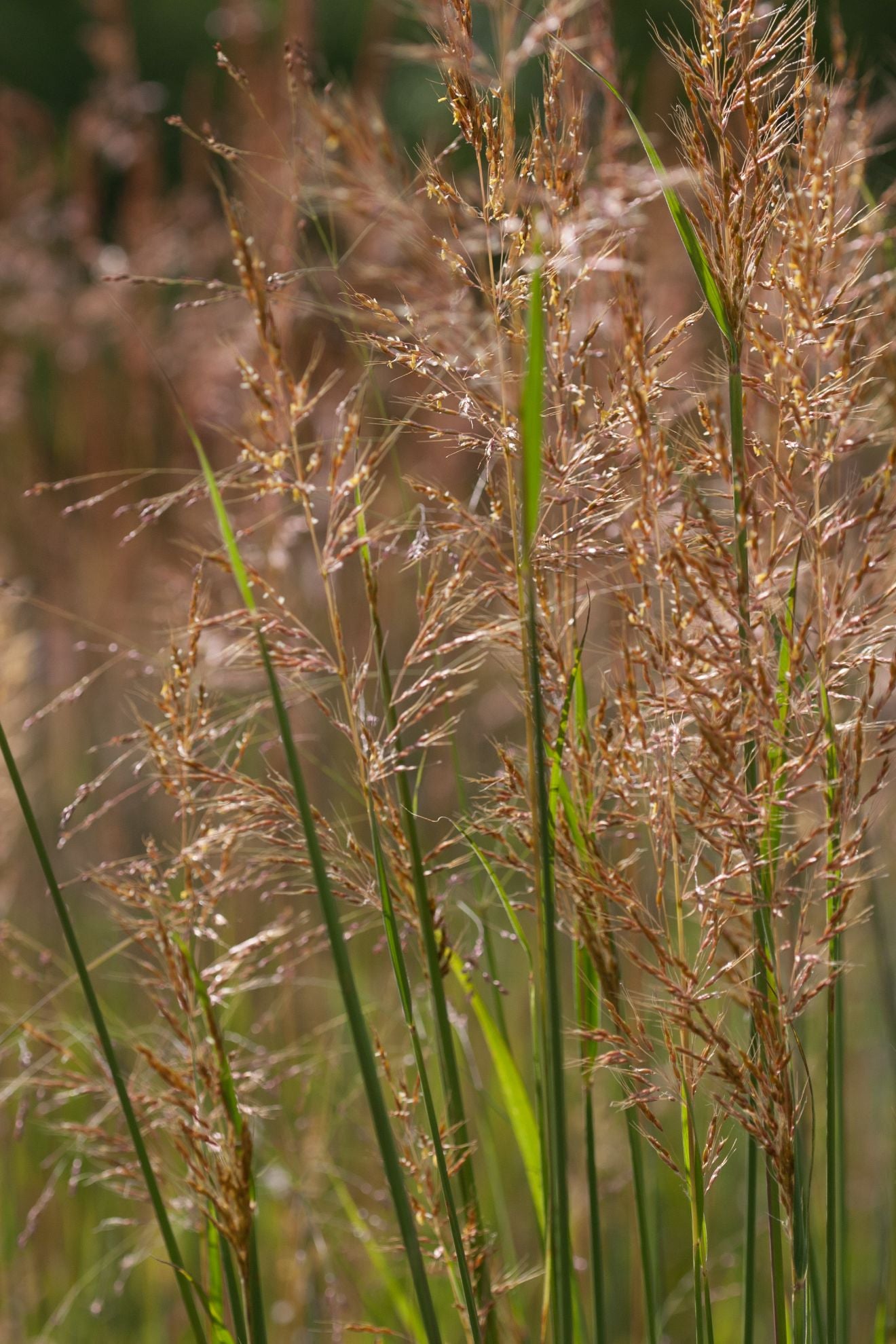 Indian Grass