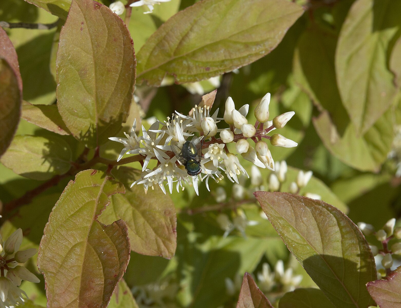 Dwarf Virginia Sweetspire