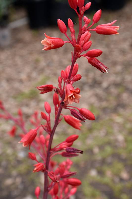 Hesperaloe 'Sandia Glow' - Native Gardeners