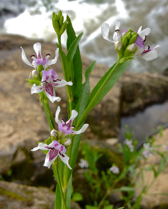 Water-willow - Native Gardeners