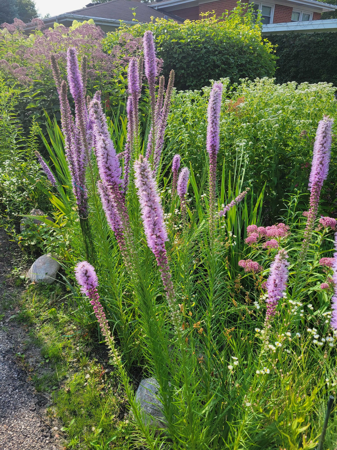 grass herbicide blazing star Prairie Blazing Star – Native Gardeners