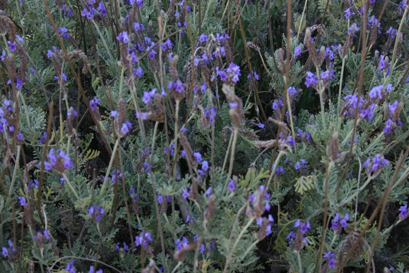 fern leaf lavender plant Fernleaf Lavender – Native Gardeners