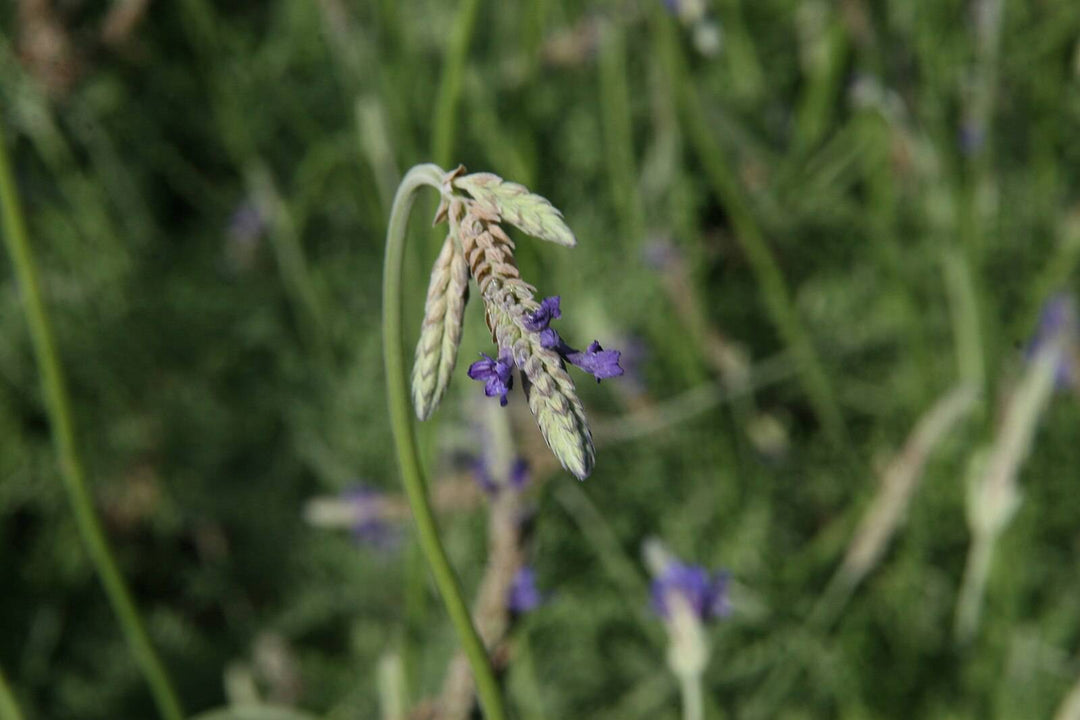 native lavender plant Fernleaf Lavender