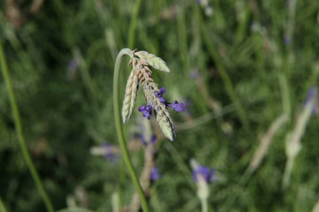 split lavender plant Fernleaf Lavender – Native Gardeners