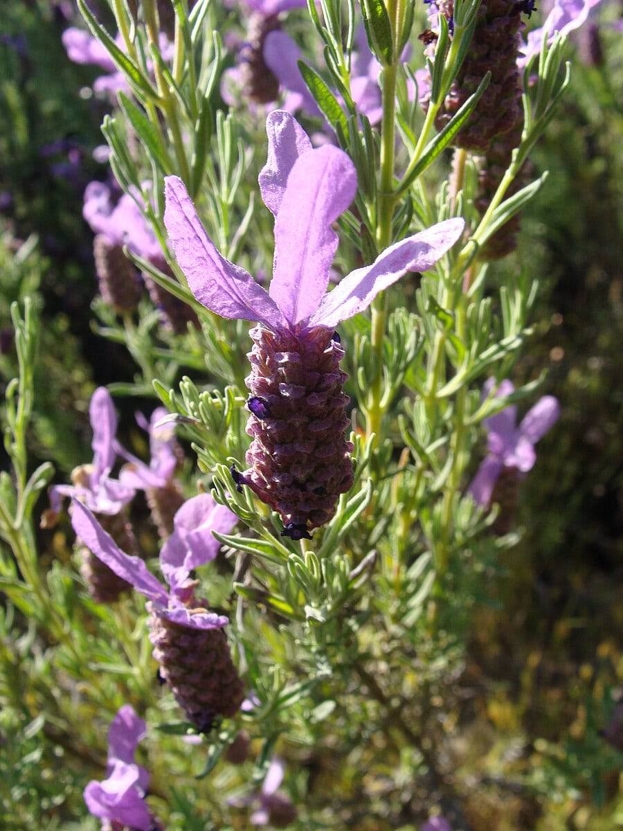 does gales sell spanish lavender plants Spanish Lavender