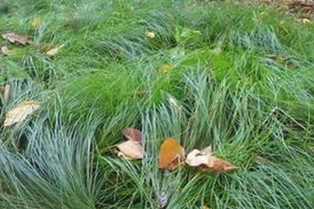 Leavenworth's Texas Sedge - Native Gardeners