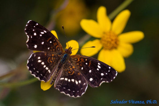 Texas crescentspot (Anthanassa texana)