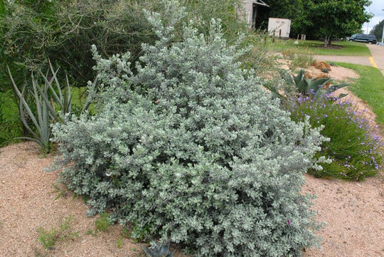 Texas Sage 'Rio Bravo' - Native Gardeners