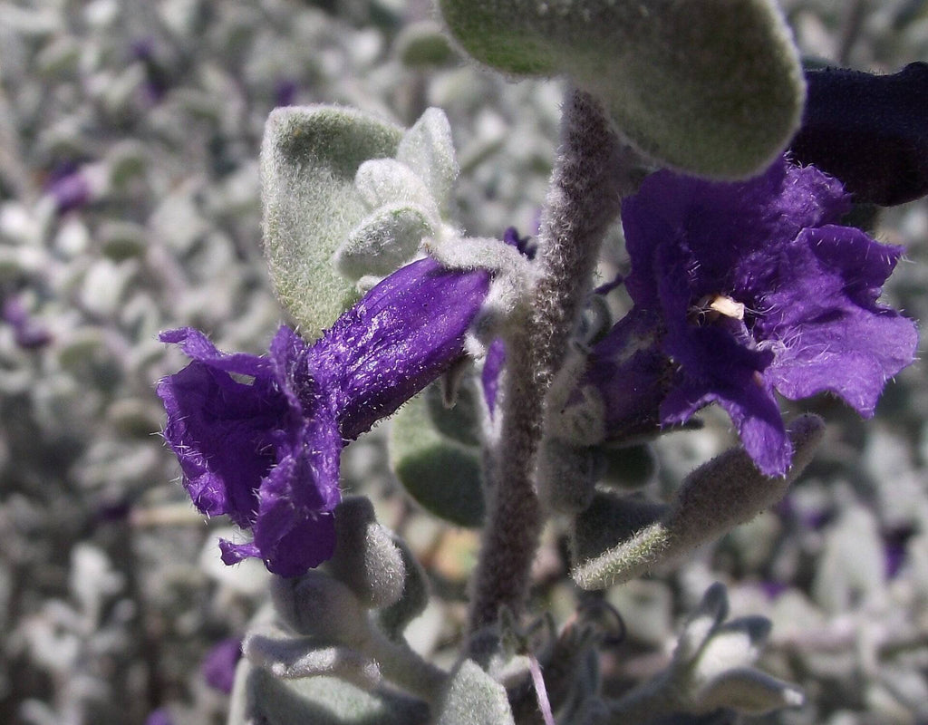 Leucophyllumpruinosum-