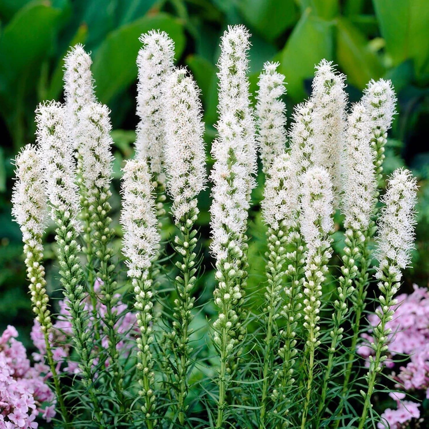 Dense Blazing Star - White - Native Gardeners