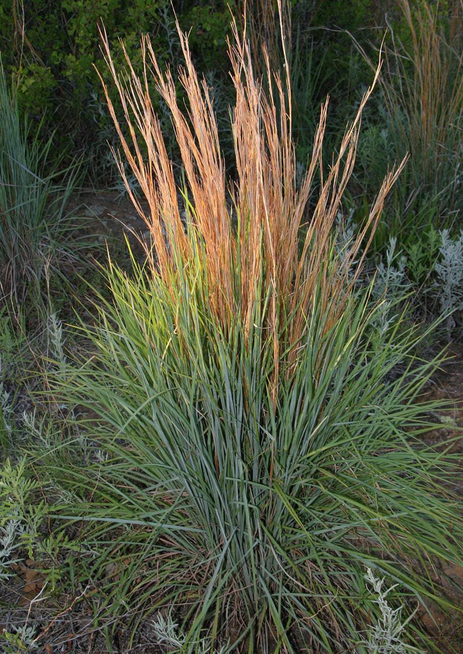 Little Bluestem Grass Seeds - Native Gardeners