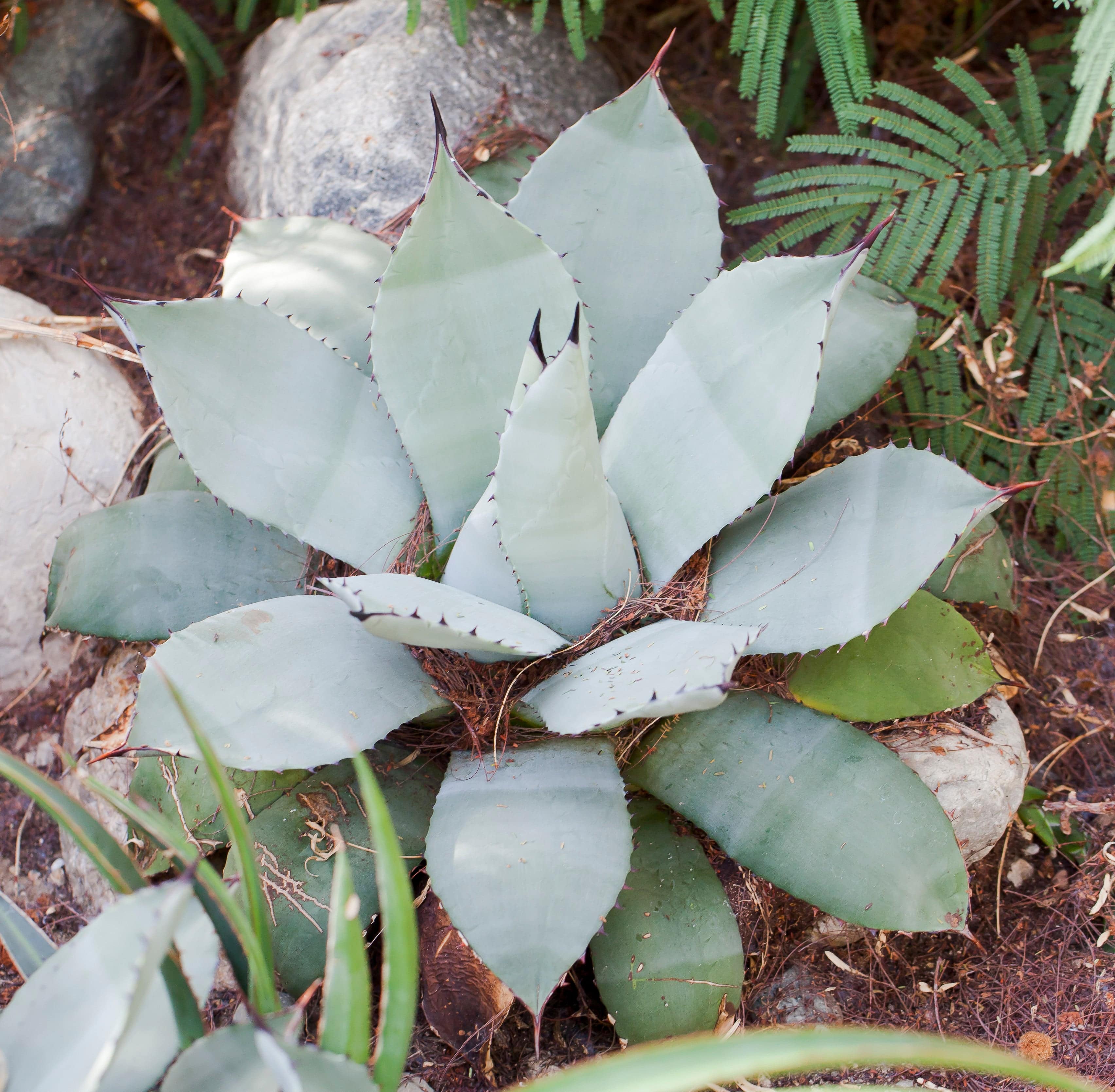 Parry's Agave – Native Gardeners