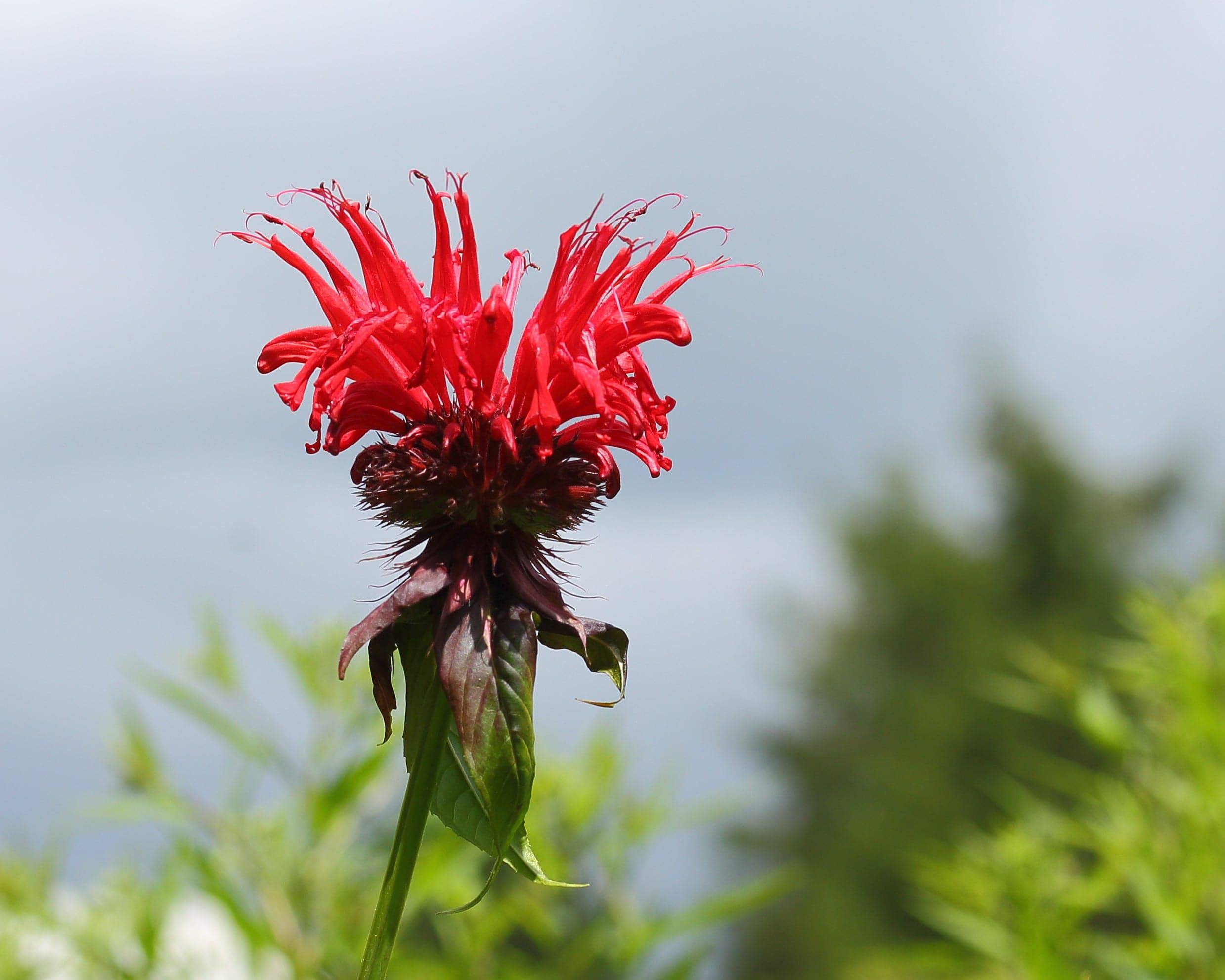 Jacob Cline Beebalm - Native Gardeners