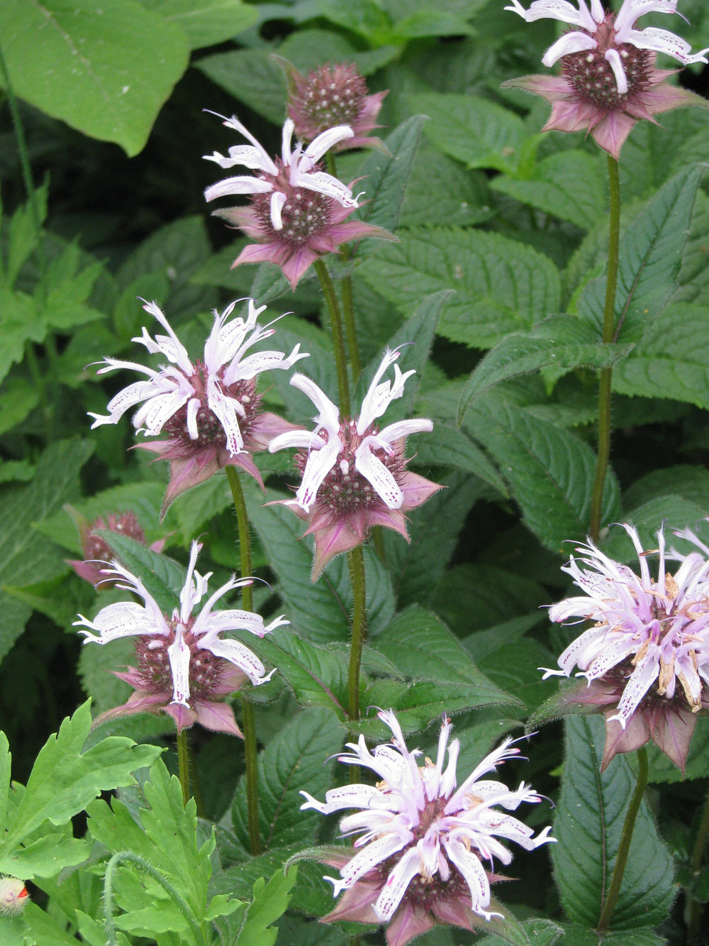 Eastern Beebalm - Native Gardeners