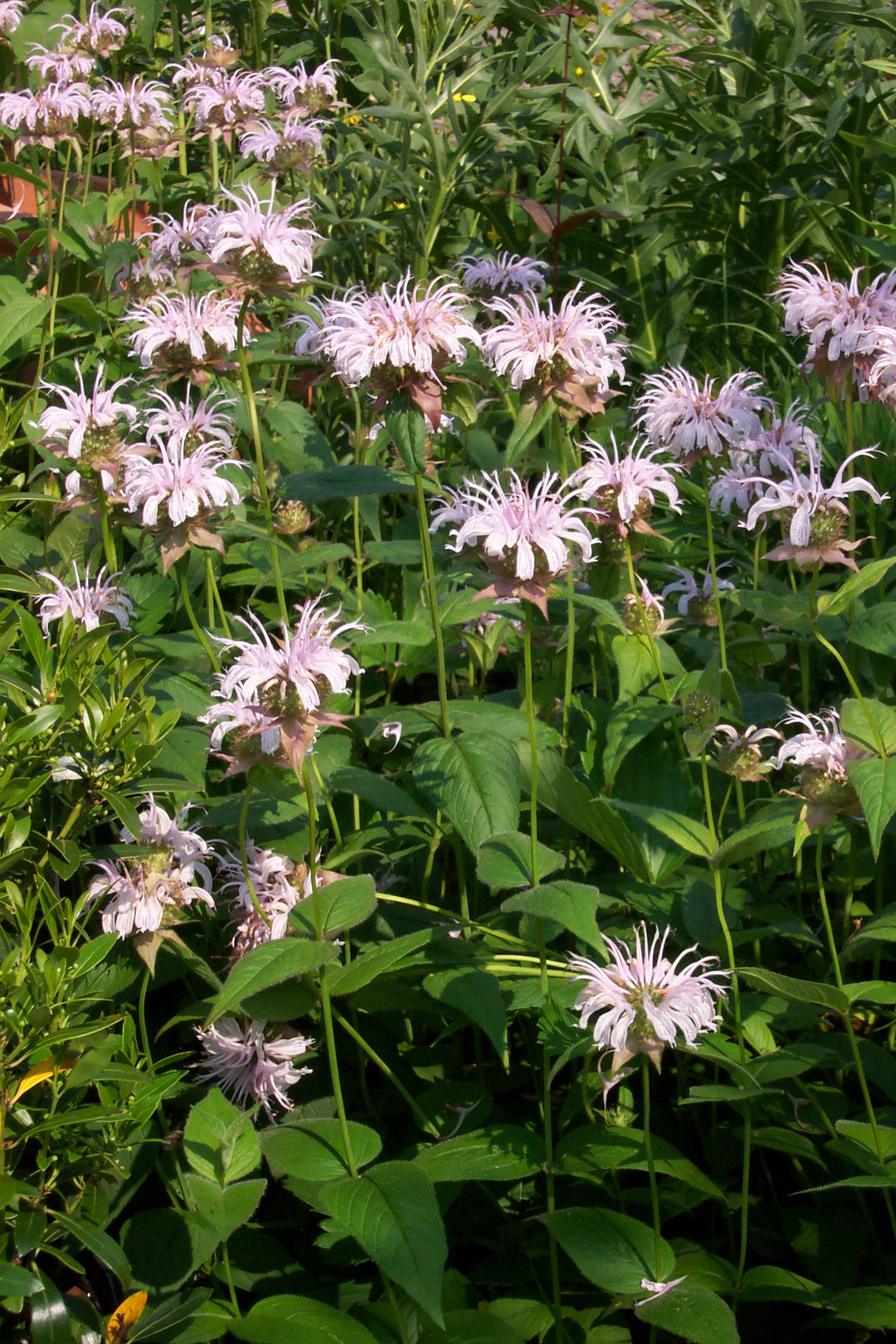 Eastern Beebalm - Native Gardeners