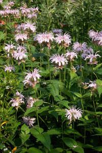 Eastern Beebalm