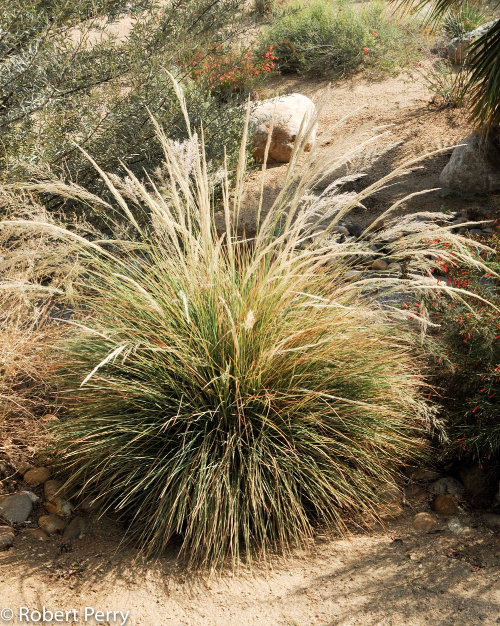 Bull Grass Muhly - Native Gardeners