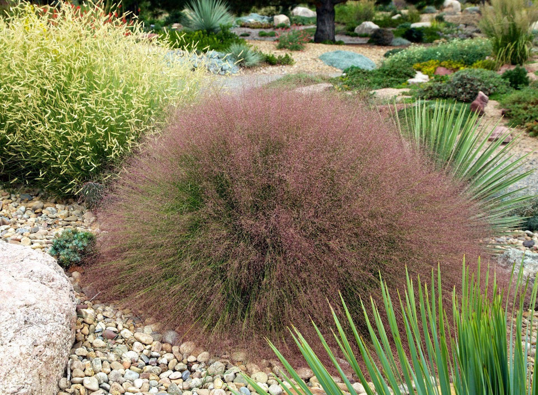 Seep Muhly - Native Gardeners