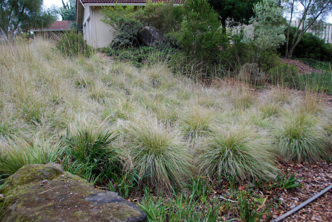 Deer Muhly - Native Gardeners