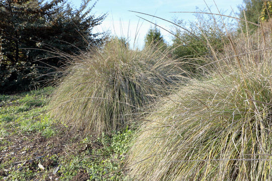 Deer Muhly - Native Gardeners