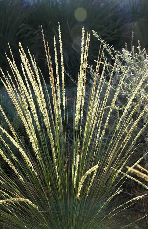 Pine Muhly - Native Gardeners