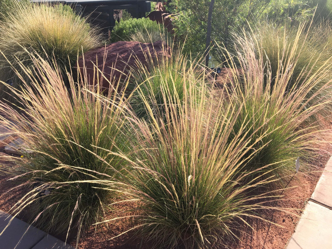 Nashville Muhly - Native Gardeners
