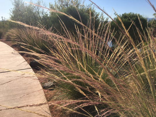 Nashville Muhly - Native Gardeners