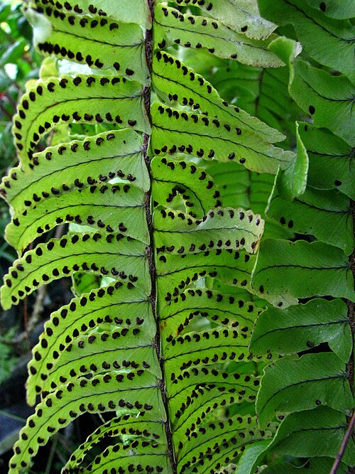 Sword Fern