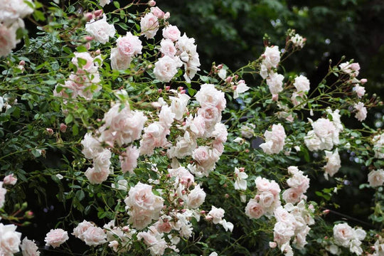 Rose 'Butterfly Bliss' - Native Gardeners