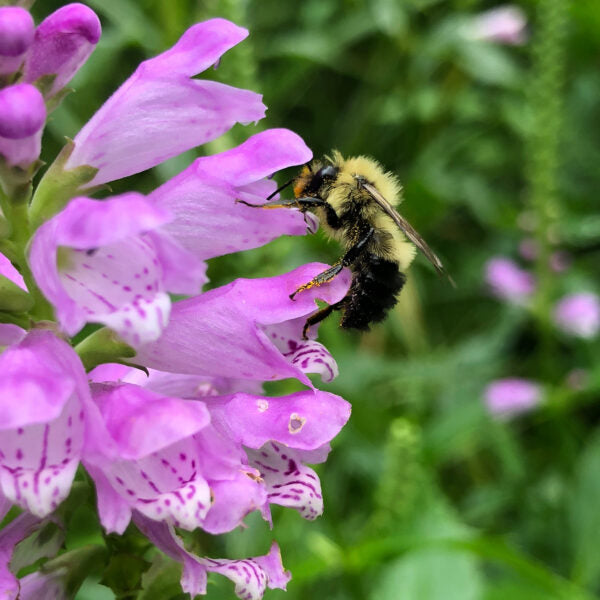  Bumble Bee (Bombus spp.)