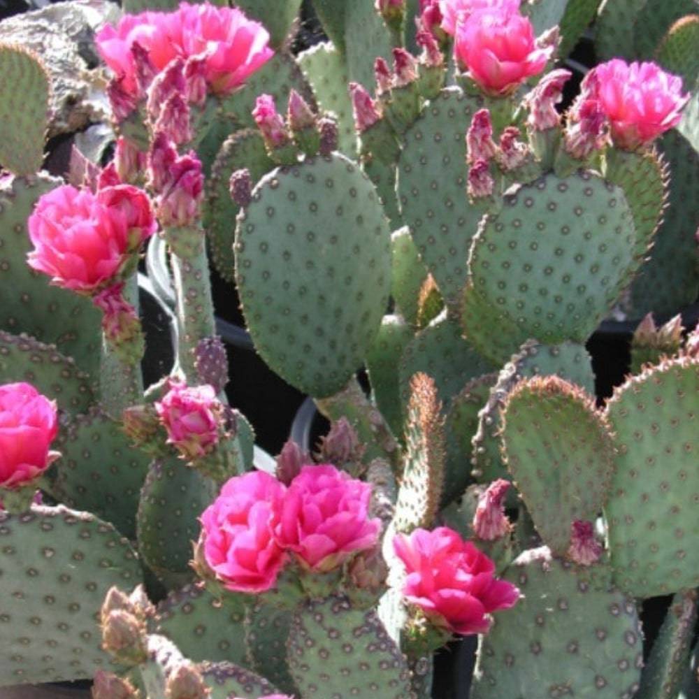 Prickly Pear 'Kelly's Choice' - Native Gardeners