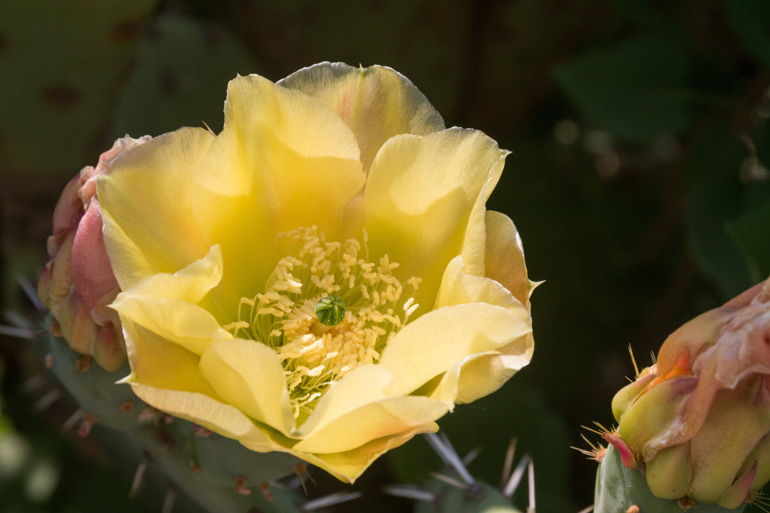 prickly pear cactus yellow flower Prickly Pear 'Englemann's' – Native Gardeners