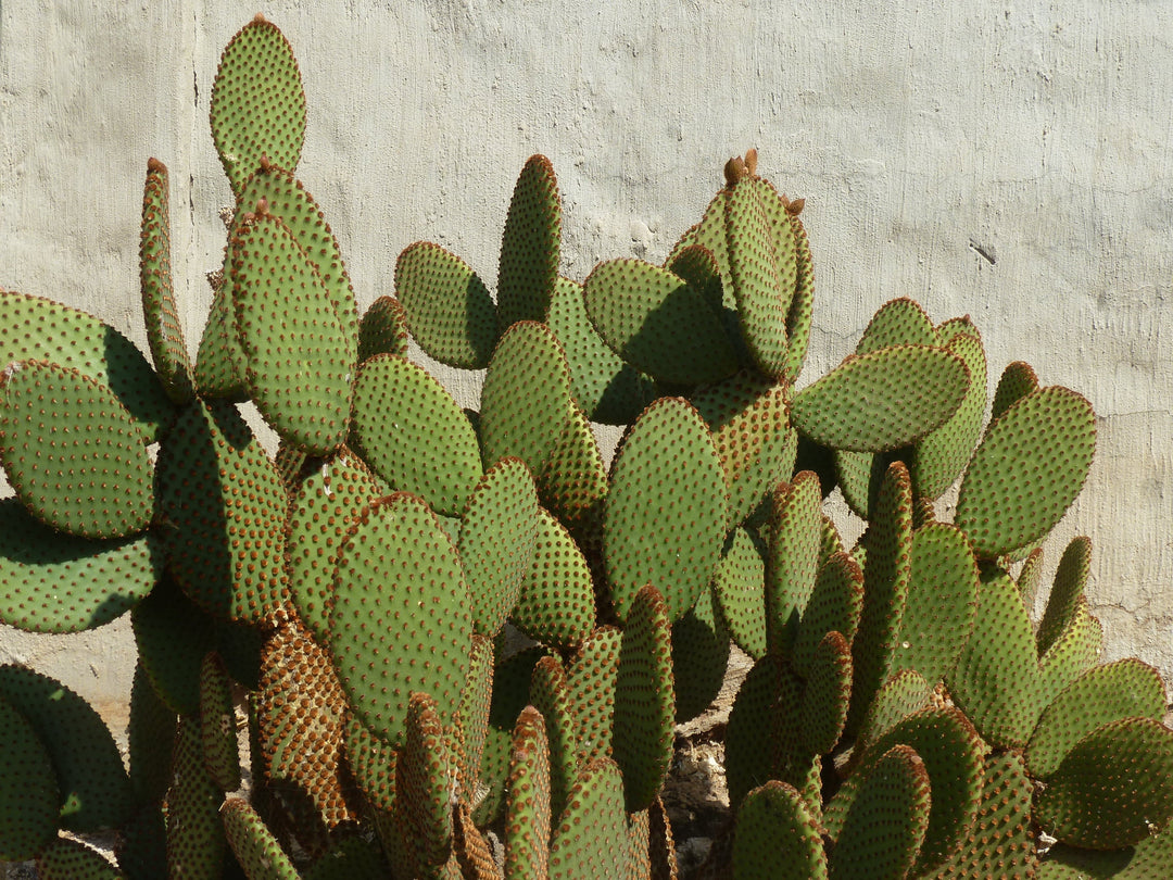 prickly pear cactus zone 4 Prickly Pear 'Blind' – Native Gardeners