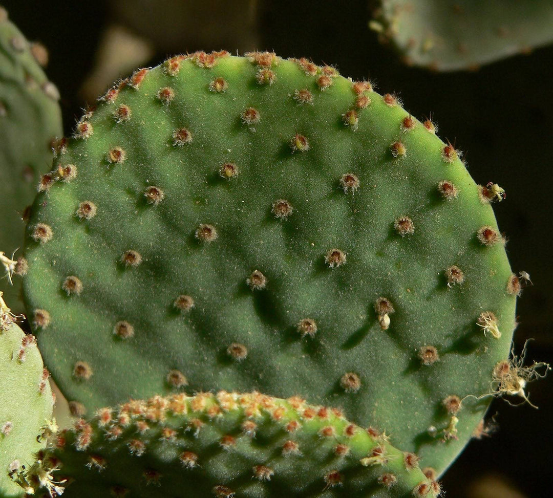 Prickly Pear 'Blind' - Native Gardeners