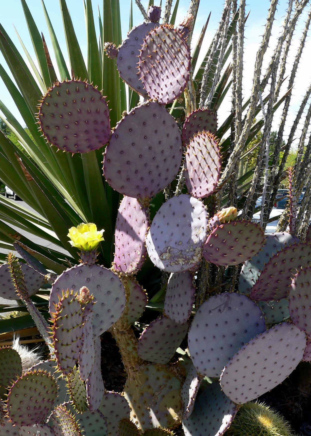 santa rita prickly pear cactus Prickly Pear 'Santa Rita'