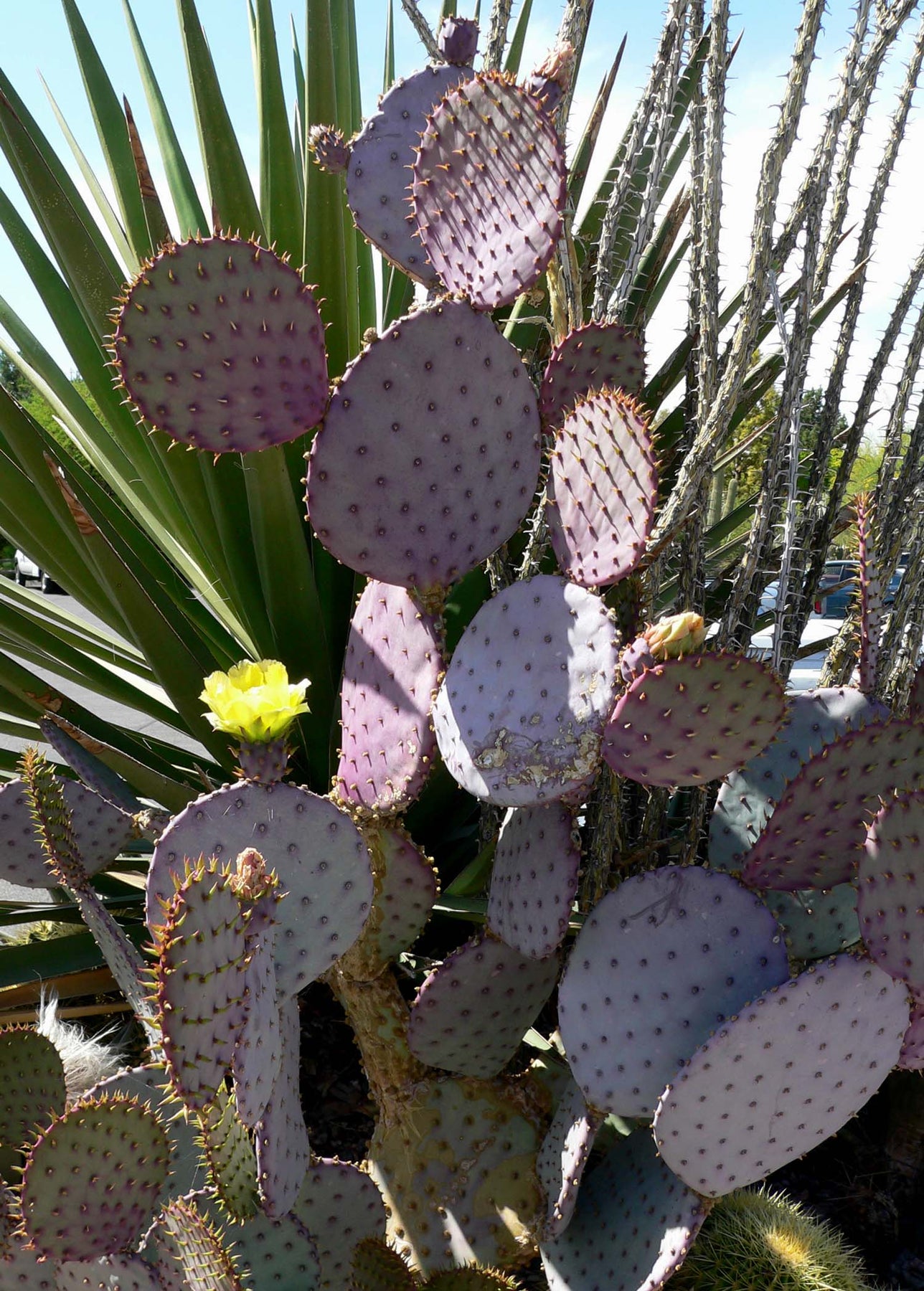 santa rita purple prickly pear cactus Prickly Pear 'Santa Rita'