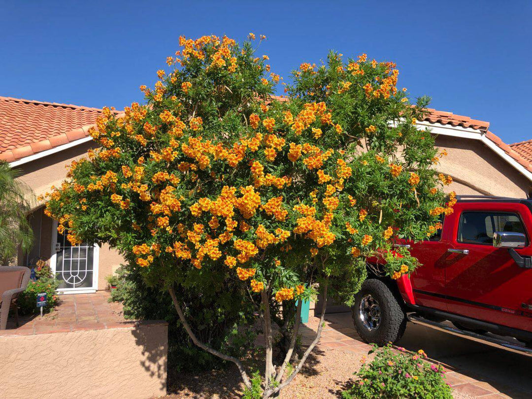 esperanza plant seeds Esperanza 'Orange Jubilee' – Native Gardeners